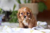 Daisy, a female Cavalier King Charles Spaniel for sale in Baltic, OH – Photo 5 of 7