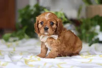 Daisy, a female Cavalier King Charles Spaniel for sale in Baltic, OH – Photo 7 of 7