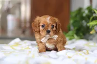 Daisy, a female Cavalier King Charles Spaniel for sale in Baltic, OH – Photo 3 of 7