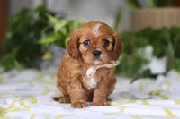 Daisy, a female Cavalier King Charles Spaniel for sale in Baltic, OH – Photo 6 of 7