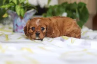 Daisy, a female Cavalier King Charles Spaniel for sale in Baltic, OH – Photo 4 of 7