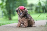 Lucy, a female Shihpoo for sale in Baltic, OH – 2 of 8