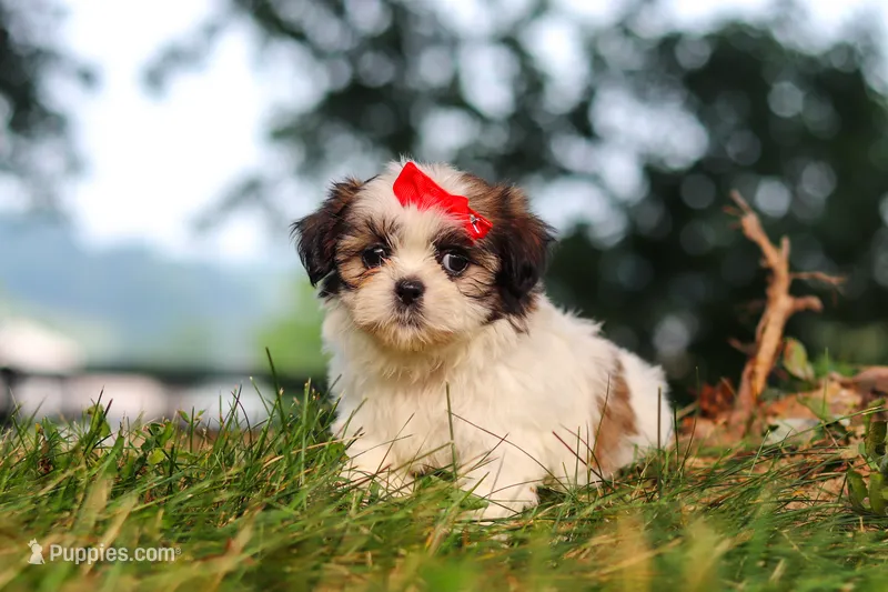 Honey – Shih Tzu puppy for sale in Baltic, OH