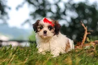 Honey, a female Shih Tzu for sale in Baltic, OH – 1 of 6