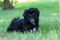 Layla, a female Shih Tzu for sale in Baltic, OH – 2 of 8
