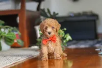 Blake, a male Poodle - Miniature  for sale in Baltic, OH – 7 of 9