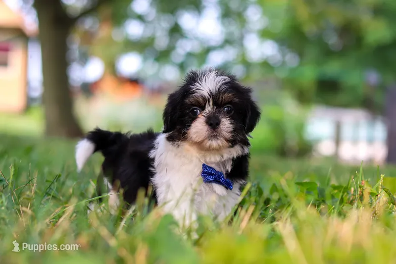 Ray – Shih Tzu puppy for sale in Baltic, OH