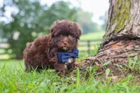 Arlo, a male Havanese for sale in Baltic, OH – 3 of 8