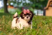 Rosie, a female Shih Tzu for sale in Baltic, OH – 3 of 10