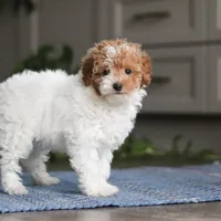 Layla, a female Poodle - Miniature  for sale in Baltic, OH – Photo 4 of 5