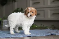 Layla, a female Poodle - Miniature  for sale in Baltic, OH – Photo 4 of 5