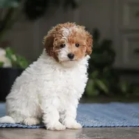 Layla, a female Poodle - Miniature  for sale in Baltic, OH – Photo 1 of 5