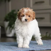 Layla, a female Poodle - Miniature  for sale in Baltic, OH – Photo 5 of 5