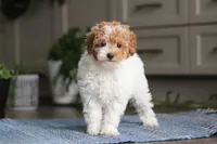 Layla, a female Poodle - Miniature  for sale in Baltic, OH – Photo 5 of 5