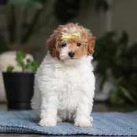 Layla, a female Poodle - Miniature  for sale in Baltic, OH – Photo 2 of 5