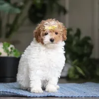 Layla, a female Poodle - Miniature  for sale in Baltic, OH – Photo 3 of 5