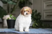 Layla, a female Poodle - Miniature  for sale in Baltic, OH – Photo 3 of 5