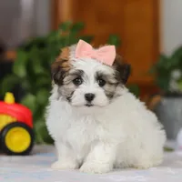 Faith, a female Havanese for sale in Baltic, OH – Photo 1 of 5