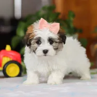 Faith, a female Havanese for sale in Baltic, OH – Photo 4 of 5
