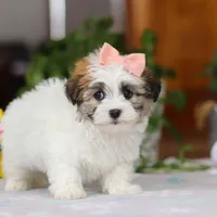 Faith, a female Havanese for sale in Baltic, OH – Photo 5 of 5