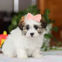 Faith, a female Havanese for sale in Baltic, OH – Photo 3 of 5