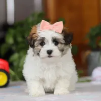 Faith, a female Havanese for sale in Baltic, OH – Photo 2 of 5