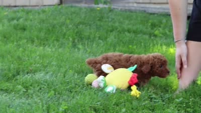 Apollo, a male Poodle - Miniature  for sale in Baltic, OH – 10 of 10