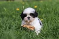 Asher, a male Shih Tzu for sale in Baltic, OH – Photo 5 of 7