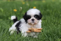 Asher, a male Shih Tzu for sale in Baltic, OH – Photo 7 of 7