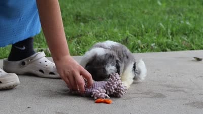 Biscuit, a male Shihpoo for sale in Baltic, OH – 7 of 7