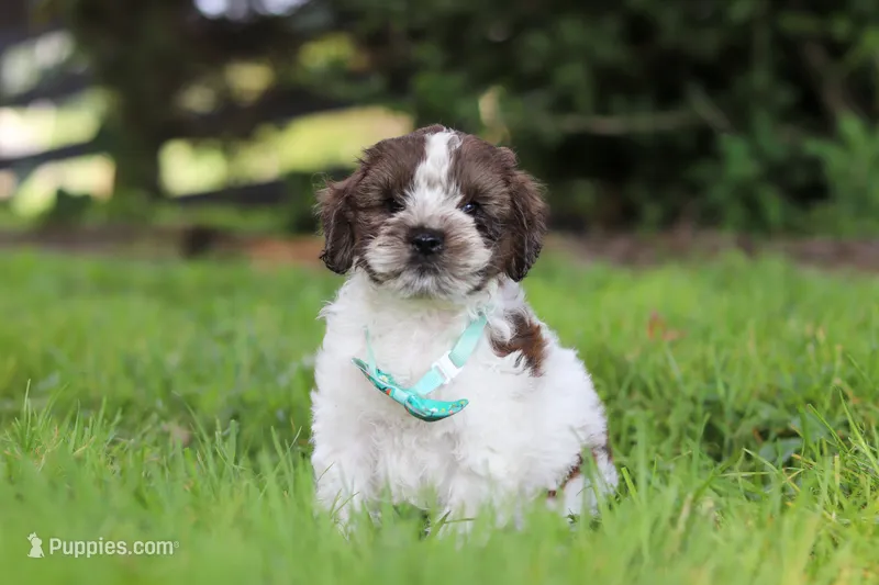 Ace – Cockapoo puppy for sale in Baltic, OH
