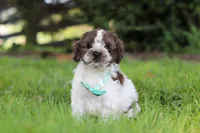 Ace, a male Cockapoo for sale in Baltic, OH – 1 of 7