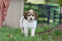 Adin, a male Cockapoo for sale in Baltic, OH – 1 of 9