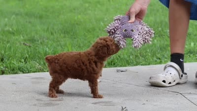 Posie, a female Poodle - Miniature  for sale in Baltic, OH – 6 of 6