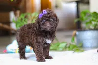 Lila, a female Poodle - Miniature  for sale in Baltic, OH – Photo 5 of 6