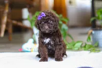 Lila, a female Poodle - Miniature  for sale in Baltic, OH – Photo 3 of 6