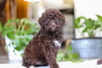 Lila, a female Poodle - Miniature  for sale in Baltic, OH – Photo 1 of 6