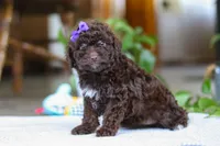 Lila, a female Poodle - Miniature  for sale in Baltic, OH – Photo 4 of 6