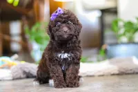 Lila, a female Poodle - Miniature  for sale in Baltic, OH – Photo 2 of 6