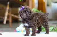 Lila, a female Poodle - Miniature  for sale in Baltic, OH – Photo 6 of 6