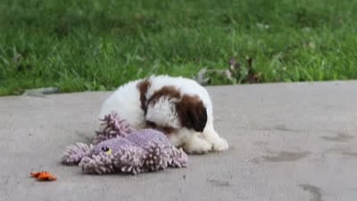 Charlie, a male Shihpoo for sale in Baltic, OH – 6 of 6