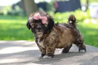 Fiona, a female Shih Tzu for sale in Baltic, OH – 8 of 10