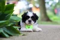 Huckleberry, a male Shih Tzu for sale in Baltic, OH – 4 of 9