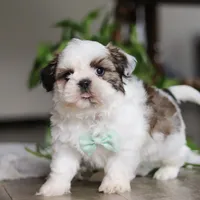 Logan, a male Shih Tzu for sale in Baltic, OH – Photo 4 of 8