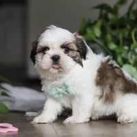 Logan, a male Shih Tzu for sale in Baltic, OH – Photo 8 of 8