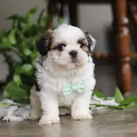 Logan, a male Shih Tzu for sale in Baltic, OH – Photo 6 of 8