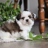 Logan, a male Shih Tzu for sale in Baltic, OH – Photo 3 of 8