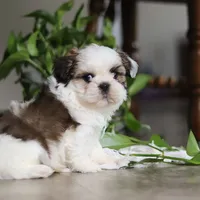 Logan, a male Shih Tzu for sale in Baltic, OH – Photo 5 of 8
