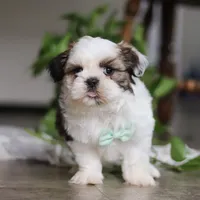 Logan, a male Shih Tzu for sale in Baltic, OH – Photo 2 of 8