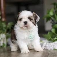Logan, a male Shih Tzu for sale in Baltic, OH – Photo 1 of 8